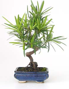 Bonsai Podocarpus longifolia 6 aos