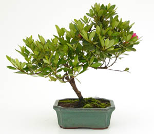 Bonsai rhododendrum indicum 7 aos